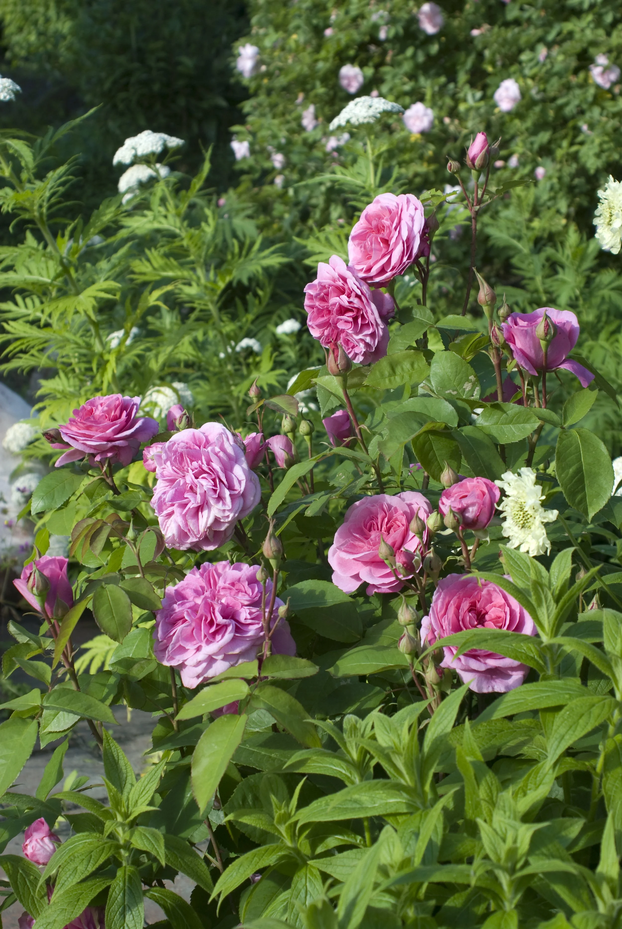 David Austin Rose - 'Gertrude Jekyll' — Wilson Plant Co